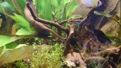 Aquarium Südamerika Zwergbuntbarsche