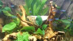Aquarium Südamerika Zwergbuntbarsche