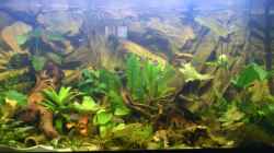 Aquarium Südamerika Zwergbuntbarsche