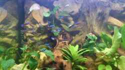 Aquarium Südamerika Zwergbuntbarsche