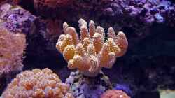 Besatz im Aquarium Meerwasseraquarium