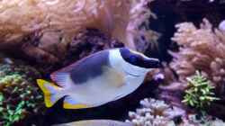 Besatz im Aquarium Meerwasseraquarium