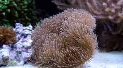 Besatz im Aquarium Meerwasseraquarium