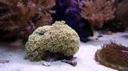 Besatz im Aquarium Meerwasseraquarium