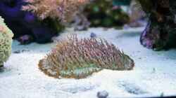 Besatz im Aquarium Meerwasseraquarium