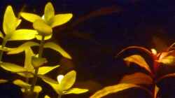 Pflanzen im Aquarium Mein Juwel aus Rio