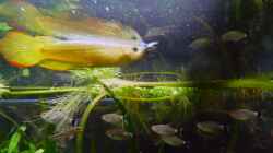 Besatz im Aquarium Mein Juwel aus Rio