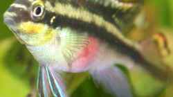 Besatz im Aquarium Mein Juwel aus Rio