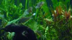 Besatz im Aquarium Mein Juwel aus Rio
