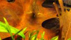 Besatz im Aquarium Mein Juwel aus Rio