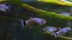 Besatz im Aquarium Mein Juwel aus Rio