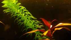 Pflanzen im Aquarium Mein Juwel aus Rio