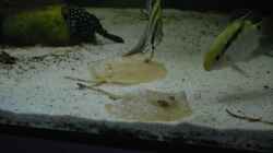 P. scobina, LDA33, Altum , Flaggenbuntbarsch