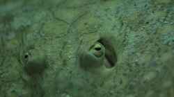 P. scobina