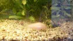 Panzerwels Albino