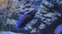 Aulonocara red flush