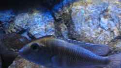 Mylochromis plagiotaenia mvunguti M