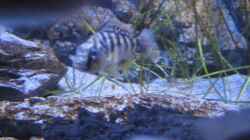 Placidochromis johnstoni