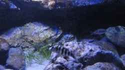 Placidochromis johnstoni