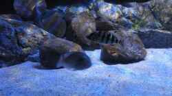 Placidochromis johnstoni