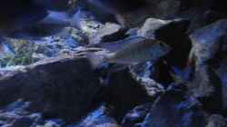 Mylochromis plagiotaenia mvunguti