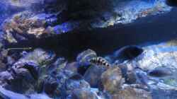 Dekoration im Aquarium Guido´s Kaiserpalast