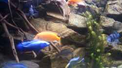 Besatz im Aquarium Afrika