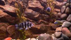 Besatz im Aquarium Afrika