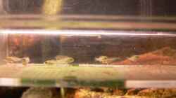 Nachwuchs (9Stck.) Mix aus Placidochromis electra & Placidochromis phenochilus lupingu