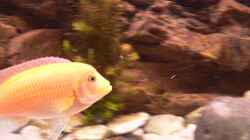 Besatz im Aquarium Afrika