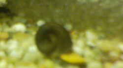 Besatz im Aquarium Becken 2628