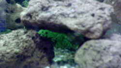 Dekoration im Aquarium Becken 2628