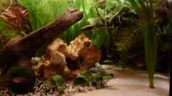 Aquarium Gesellschaftsbecken (nur noch Beispiel )