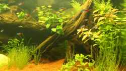 Aquarium Südamerika