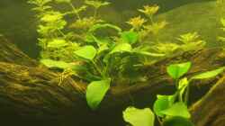 Pflanzen im Aquarium Südamerika