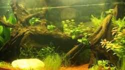 Aquarium Südamerika