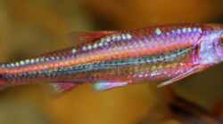 Besatz im Aquarium Rainbowshiner