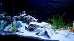 Aquarium Becken 2635