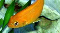 Besatz im Aquarium Becken 2635