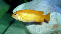 Besatz im Aquarium Becken 2635