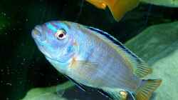 Besatz im Aquarium Becken 2635