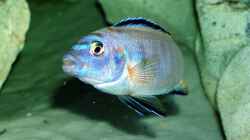 Besatz im Aquarium Becken 2635