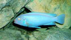 Besatz im Aquarium Becken 2635