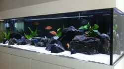 Aquarium Malawi