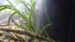 Rechte Seite mit Crinum