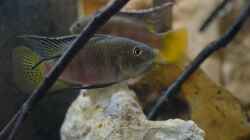 Benitochromis nigrodorsalis