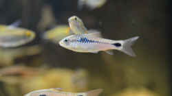 Barbus camptacanthus