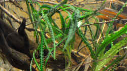 Crinum natans