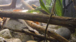 Aquarium African Symphonie/ Nur noch Beispiel