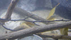 Aquarium African Symphonie/ Nur noch Beispiel